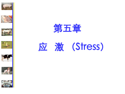 应激PPT课件