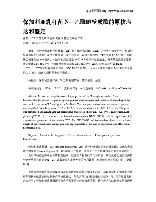 保加利亚乳杆菌N—乙酰胞壁质酶的原核表达和鉴定
