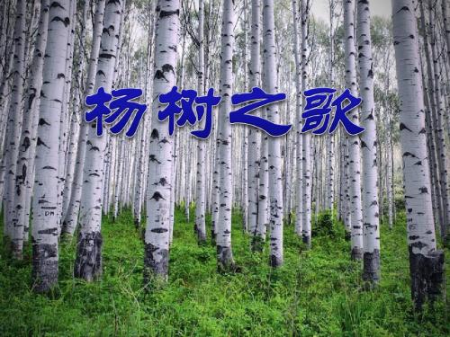 《杨树之歌》PPT课件 (共11张PPT)