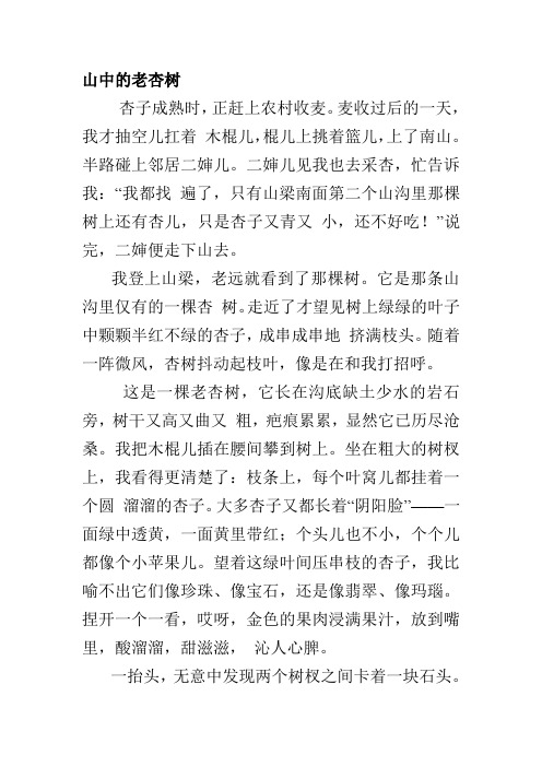 山中的老杏树