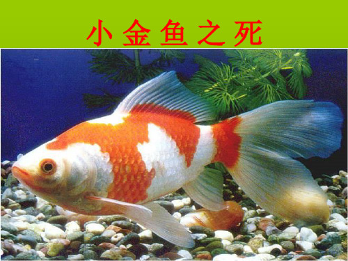 《小金鱼之死》3PPT课件