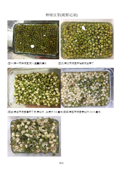 小学生种绿豆观察记录图片