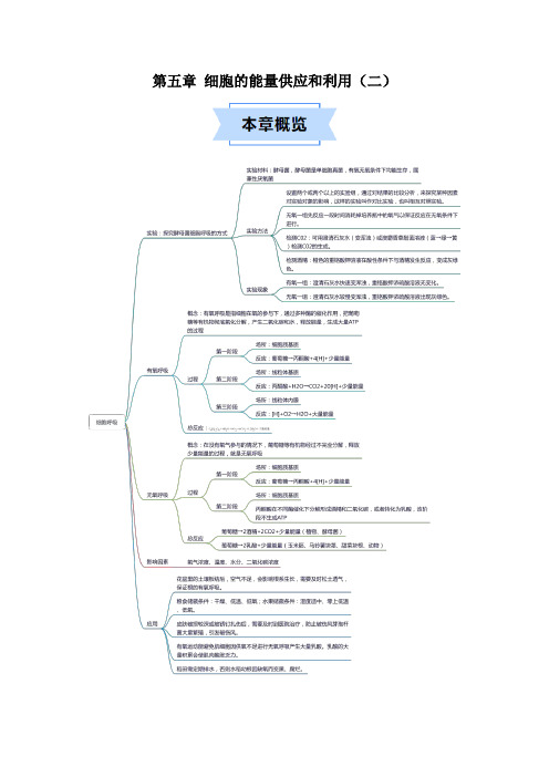 第五章细胞的能量供应与利用(二)(原卷版)