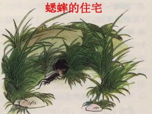 《蟋蟀的住宅》PPT课件