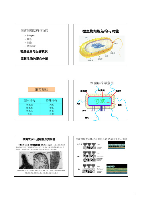 S-layer(1)