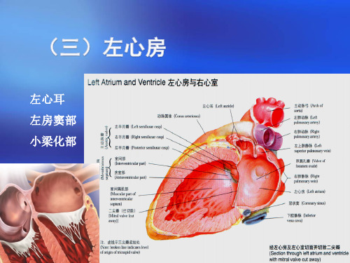 心脏三维解剖分析(左心)精品课件