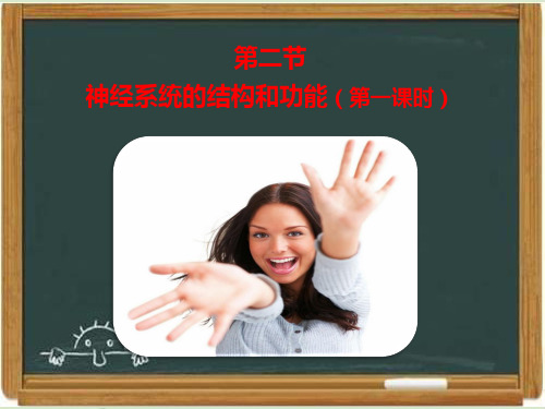 浙科版高中生物必修三《神经系统的结构与功能》第一课时课件-新版