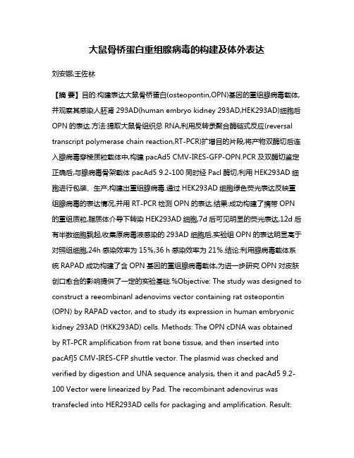 大鼠骨桥蛋白重组腺病毒的构建及体外表达