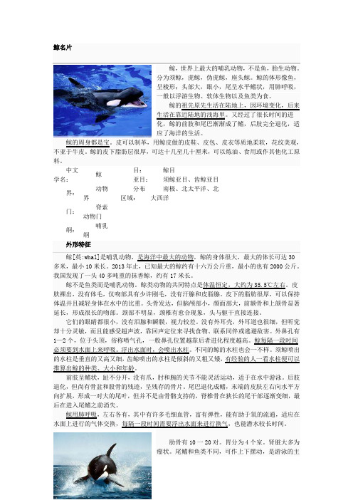 鲸名片