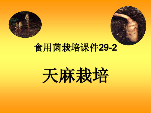 食用菌栽培292精品PPT课件