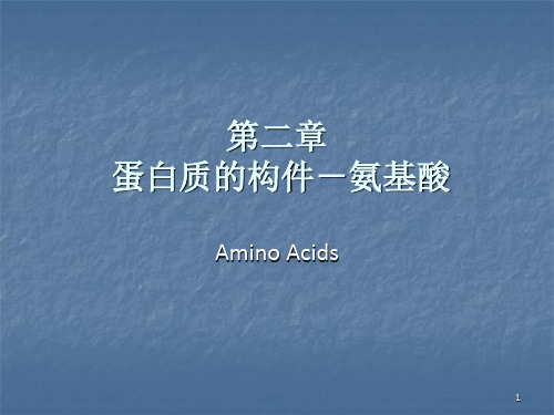 蛋白质的构件-氨基酸