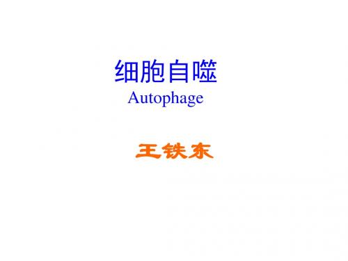 研究生细胞生物学-细胞自噬