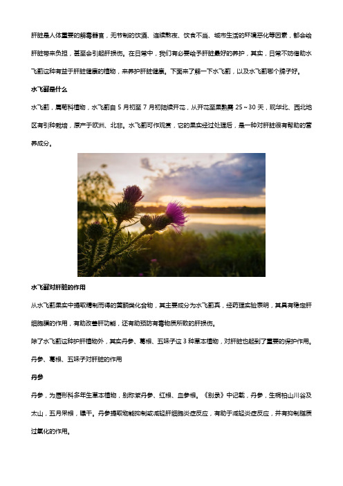 水飞蓟是什么,对肝脏有什么作用？