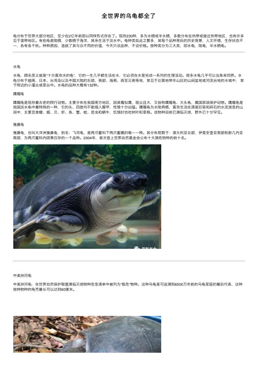 全世界的乌龟都全了
