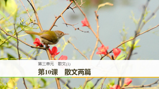粤教版高中语文必修1课件：3.10 散文两篇(共52张PPT)