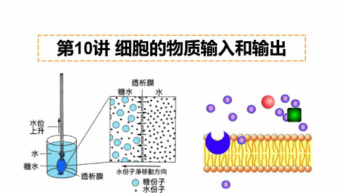 细胞的物质输入和输出高考生物一轮复习白板教学课件-PPT