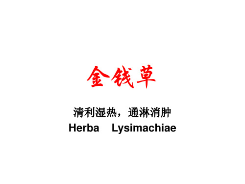 广金钱草