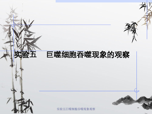 实验五巨噬细胞吞噬现象观察