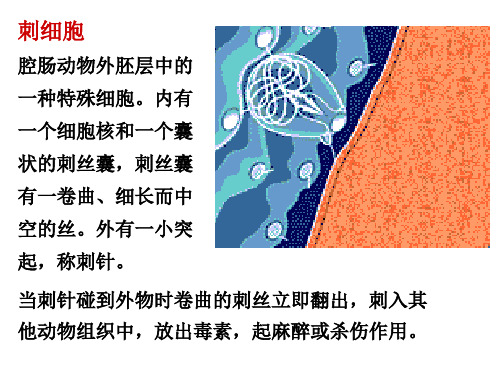 水螅虫纲个体辐射对称
