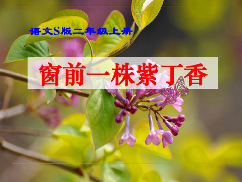 《窗前一株紫丁香》S版二年级语文上册ppt教材课件(2篇)