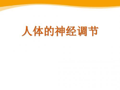 《人体的神经调节》PPT课件