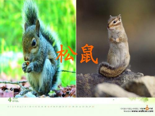 一年级下10《松鼠和松果》ppt