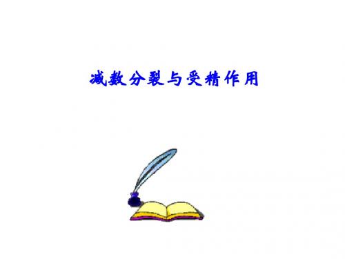 减数分裂第二课时