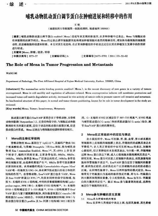 哺乳动物肌动蛋白调节蛋白在肿瘤进展和转移中的作用