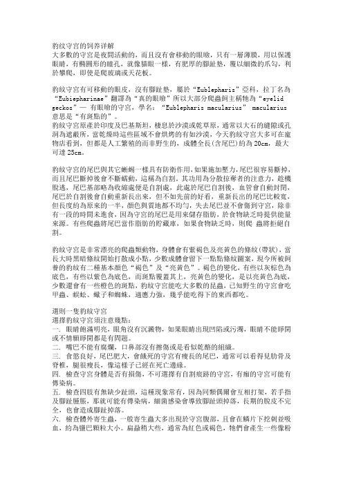 豹纹守宫的饲养详解