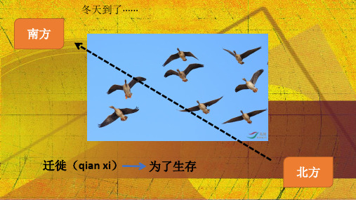 北生物八年级上册第5单元第15章第1节 动物运动的方式)