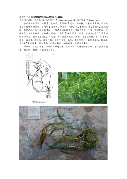 水生态工程常用沉水植物