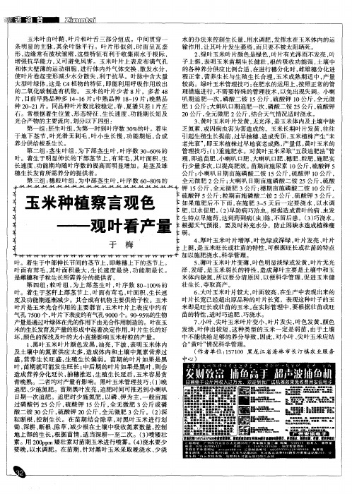 玉米种植察言观色——观叶看产量