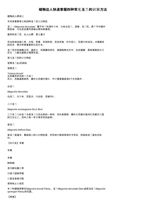 植物达人快速掌握四种常见玉兰的识别方法