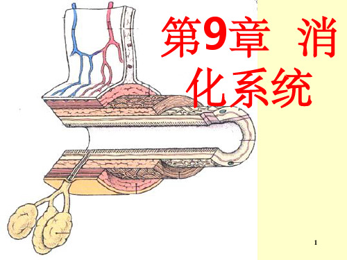 组织学与胚胎学消化管