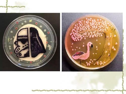 新人教版八年级生物上册第四章第一节《细菌和真菌的分布》精品课件