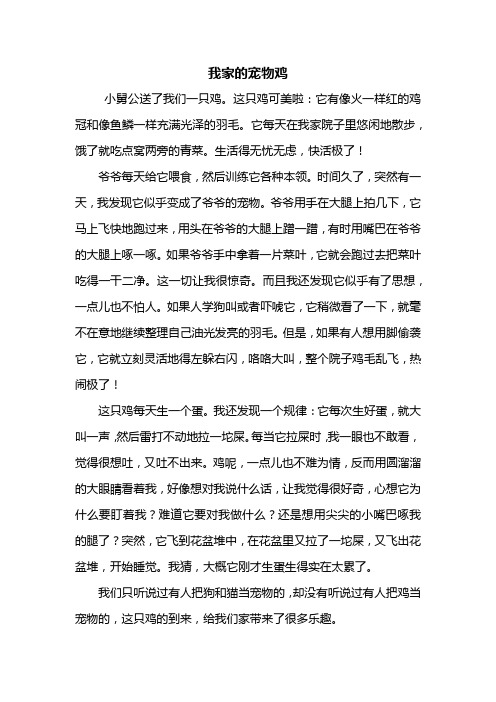 四年级作文：我家的宠物鸡作文500字
