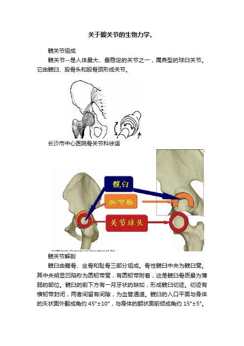 关于髋关节的生物力学。