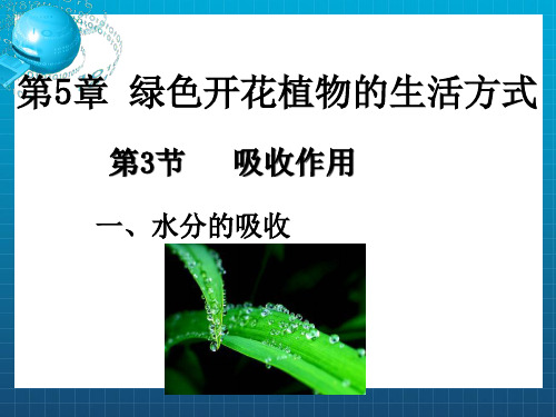 《根的吸收作用》PPT课件