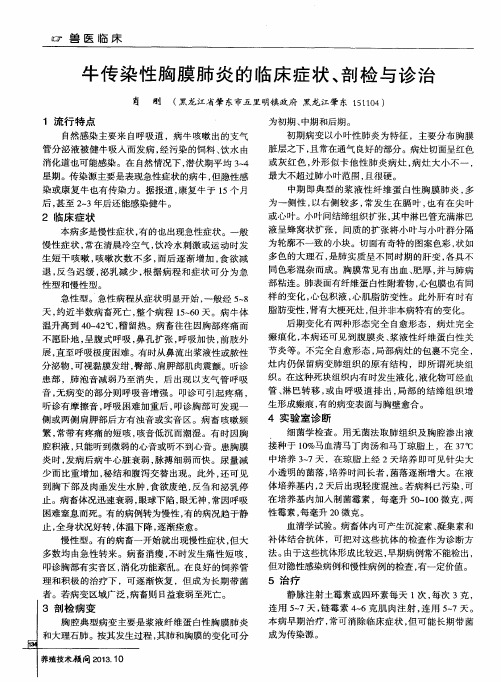 牛传染性胸膜肺炎的临床症状、剖检与诊治
