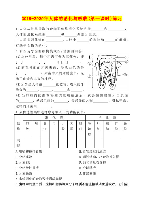 2019-2020年人体的消化与吸收(第一课时)练习