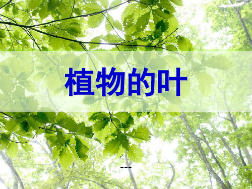 青岛版科学(五四制)四上第3课《植物的叶》ppt-课件