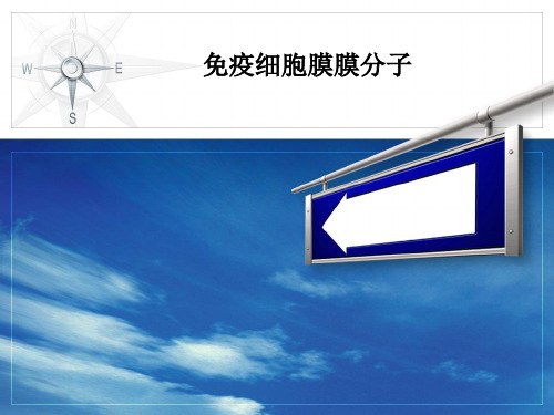 免疫细胞膜膜分子