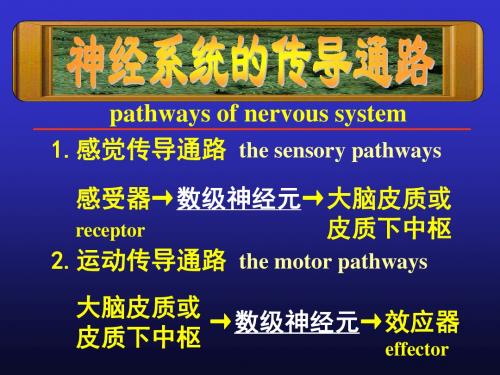2019系统解剖学10传导路.ppt