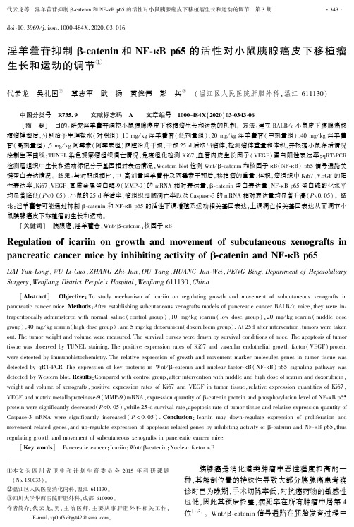 淫羊藿苷抑制β-catenin和nf-κb p65的活性对小鼠胰腺癌皮下移植瘤生长