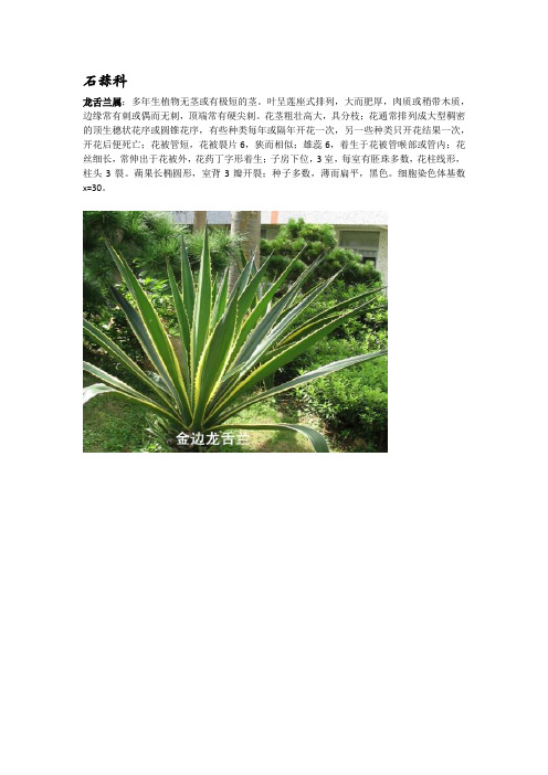 石蒜科