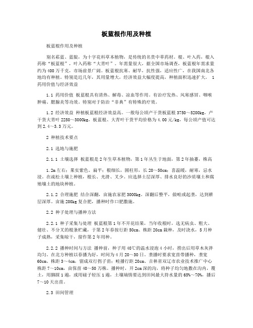 板蓝根作用及种植