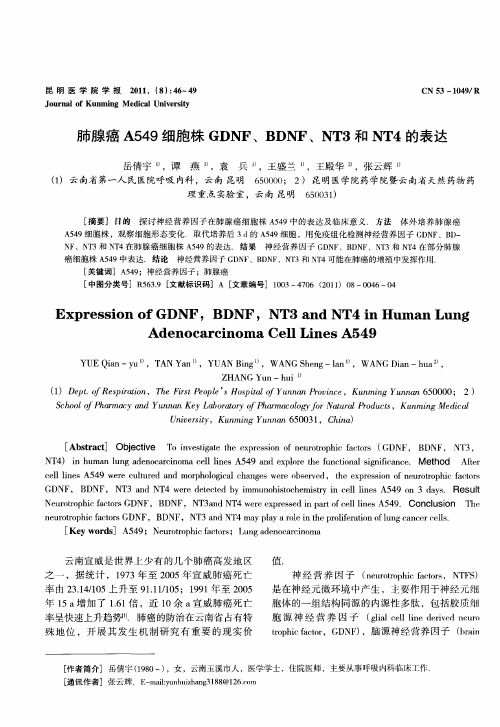 肺腺癌A549细胞株GDNF、BDNF、NT3和NT4的表达