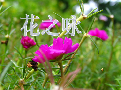 《花之咏》