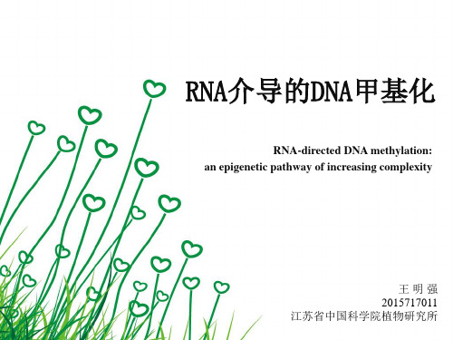 RNA介导的DNA甲基化