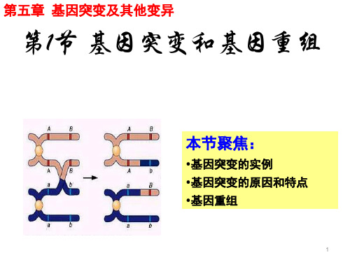 人教版高一生物必修二 5.1 基因突变和基因重组 (共28张PPT)